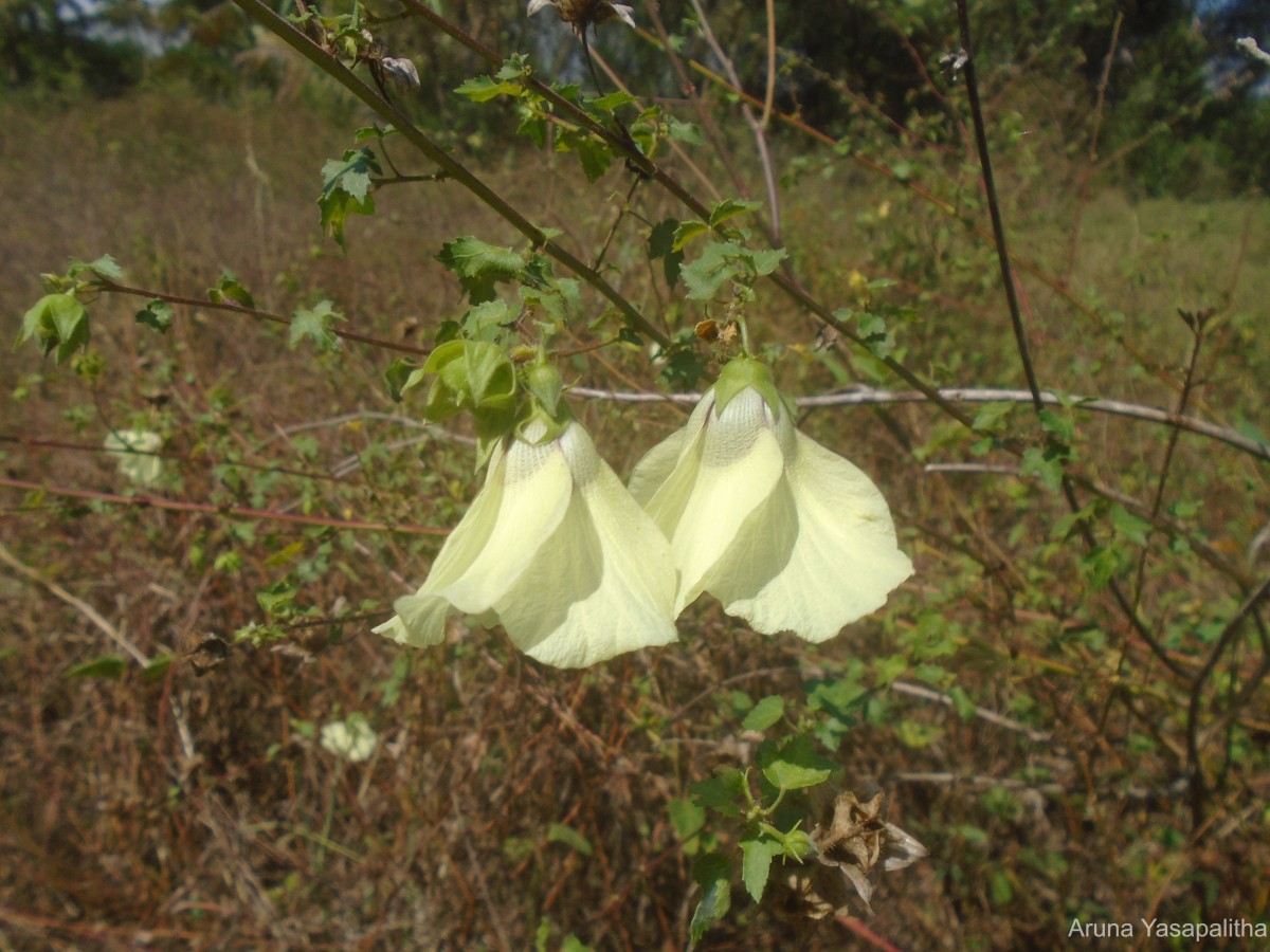 Hibiscus vitifolius L.